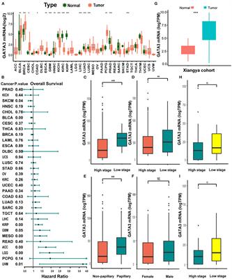 GATA3 Predicts the Tumor Microenvironment Phenotypes and Molecular Subtypes for Bladder Carcinoma